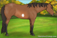 Horse Color:Bay Frame