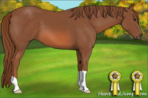 Horse Color: Liver Chestnut 