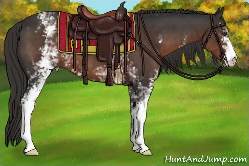 Horse Color: White Spotted Liver Chestnut 
