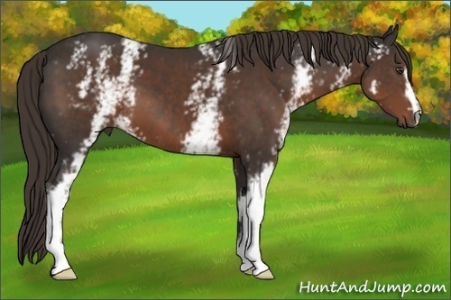 Horse Color: White Spotted Liver Chestnut 