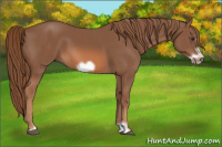 Horse Color:Liver Chestnut Frame 