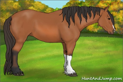 Horse Color: Unknown 