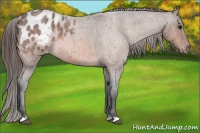 Horse Color:Bay Roan Appaloosa 