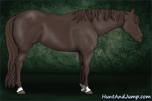 Horse Color: Liver Chestnut 
