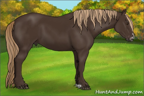 Horse Color:Liver Chestnut Frame 