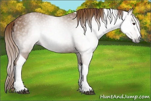 Horse Color:Gray Chestnut Splash Tobiano 