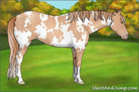 Horse Color:White Spotted Gold Champagne 