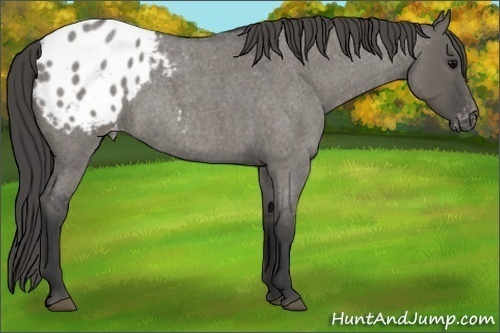 Horse Color:Grullo Roan Blanket Rabicano 