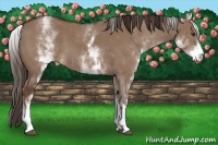 Horse Color:White Spotted Liver Red Dun 