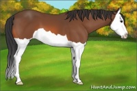 Horse Color:Bay Splash 