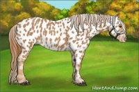 Horse Color:Chestnut Near Leopard