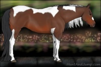 Horse Color:Bay Tobiano 