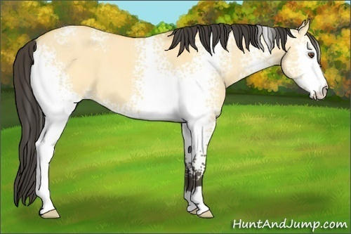 Horse Color: White Spotted Buckskin Dun 