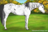 Horse Color:Black Sabino 