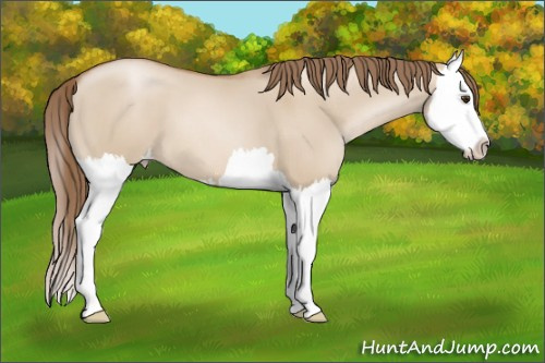 Horse Color: Grullo Pearl Sabino Splash 