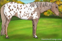 Horse Color:Chestnut Near Leopard 