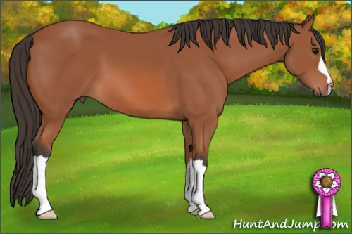 Horse Color: Unknown 