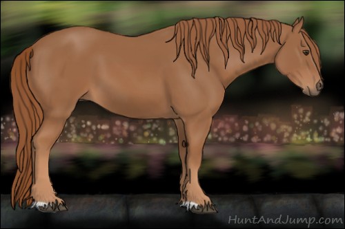 Horse Color: Chestnut 