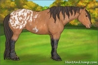Horse Color:Bay Splash Tobiano Blanket  Brindle