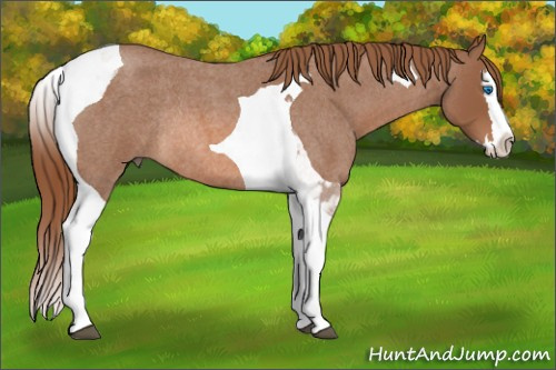 Horse Color: Liver Red Roan Splash Tobiano Rabicano 