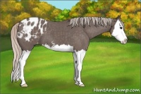 Horse Color:Silver Blue Roan Sabino Splash Appaloosa 