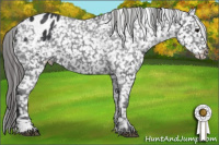 Horse Color:Black Appaloosa