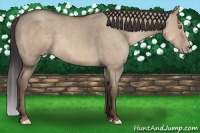 Horse Color:Sable Champagne Dun 
