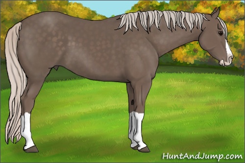 Horse Color: Silver Black Splash 