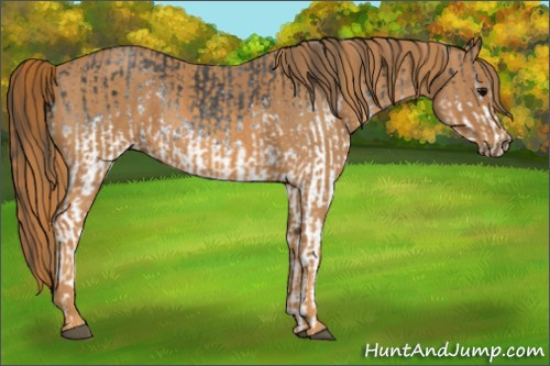 Horse Color: White Spotted Blue Roan Rabicano  Brindle