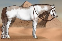 Horse Color:Liver Red Dun Roan Splash Frame 