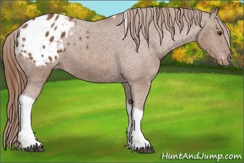 Horse Color:Chestnut Tobiano Appaloosa