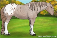 Horse Color:Chestnut Tobiano Appaloosa