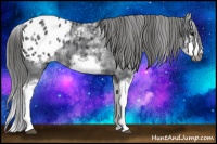 Horse Color:White Spotted Blue Roan Splash Frame Appaloosa 