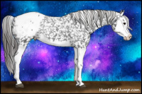 Horse Color:Black Sabino Splash Appaloosa 