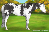 Horse Color:White Spotted Smoky Black Splash 