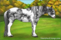 Horse Color:White Spotted Black Splash Tobiano Frame Appaloosa