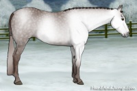 Horse Color:Gray Chestnut 
