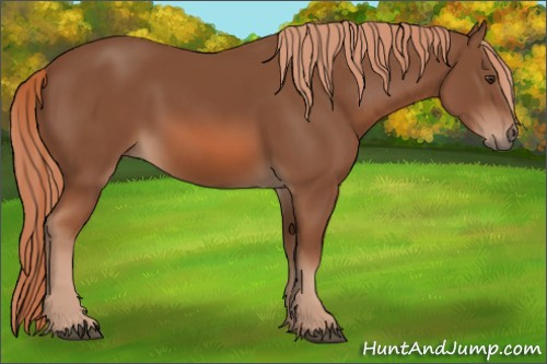 Horse Color: Chestnut 