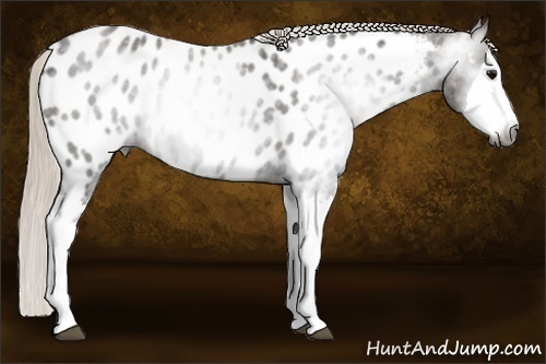 Horse Color:Gray Silver Blue Roan Splash Near Leopard