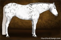 Horse Color:Gray Silver Blue Roan Splash Near Leopard 