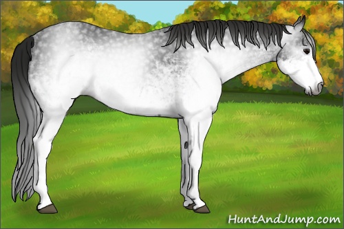 Horse Color:Gray White Spotted Black
