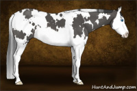 Horse Color:White Spotted Black Splash 