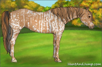 Horse Color:White Spotted Blue Roan Rabicano  Brindle