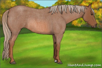 Horse Color:Red Roan Rabicano 