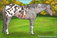 Horse Color:Brown Tobiano Appaloosa 
