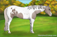 Horse Color:Silver Brown Tobiano Appaloosa