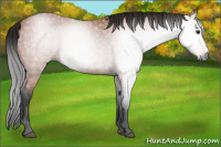 Horse Color:Gray Bay Rabicano