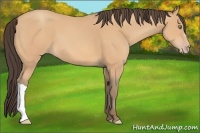 Horse Color:Amber Champagne 