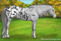 Horse Color:Black Splash Appaloosa 