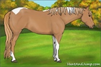 Horse Color:Chestnut Tobiano